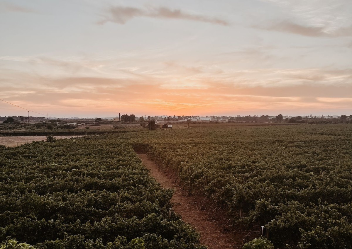 Tour enogastronomico in Vigna