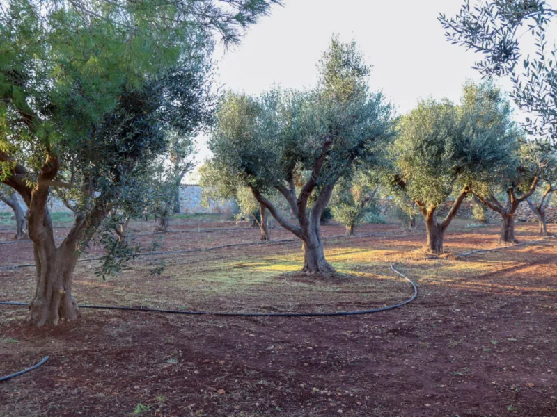 Tenuta Bene - villa 1210 - foto 18